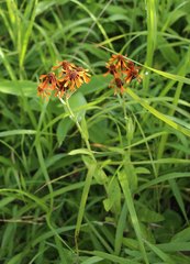 Tephroseris flammea