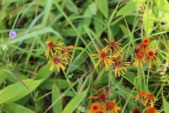 Tephroseris flammea