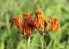 Tephroseris flammea