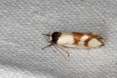 Antipterna trilicella