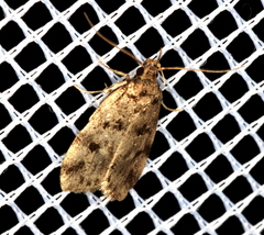 Barea subviridella
