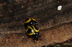 Aegithus quadrinotatus