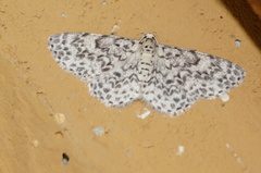 Hymenomima umbelularia