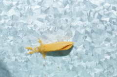 Dalceridae