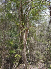 Selenicereus triangularis