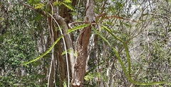 Selenicereus triangularis