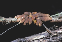 Hypocreopsis amplectens