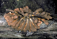 Hypocreopsis amplectens