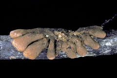 Hypocreopsis amplectens