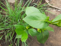 Vangueria venosa