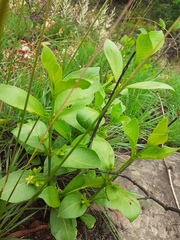 Vangueria venosa