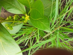 Vangueria venosa