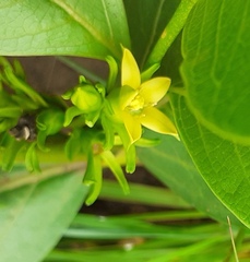 Vangueria venosa
