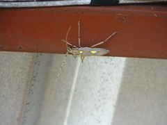 Eburia maccartyi