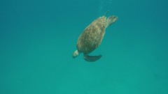 Chelonia mydas