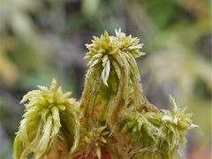 Sphagnum falcatulum