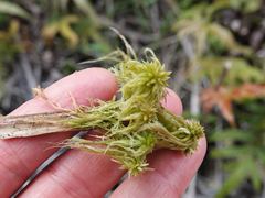 Sphagnum falcatulum