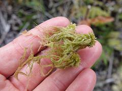 Sphagnum falcatulum