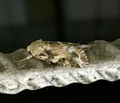 Spodoptera ornithogalli