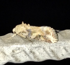 Spodoptera ornithogalli