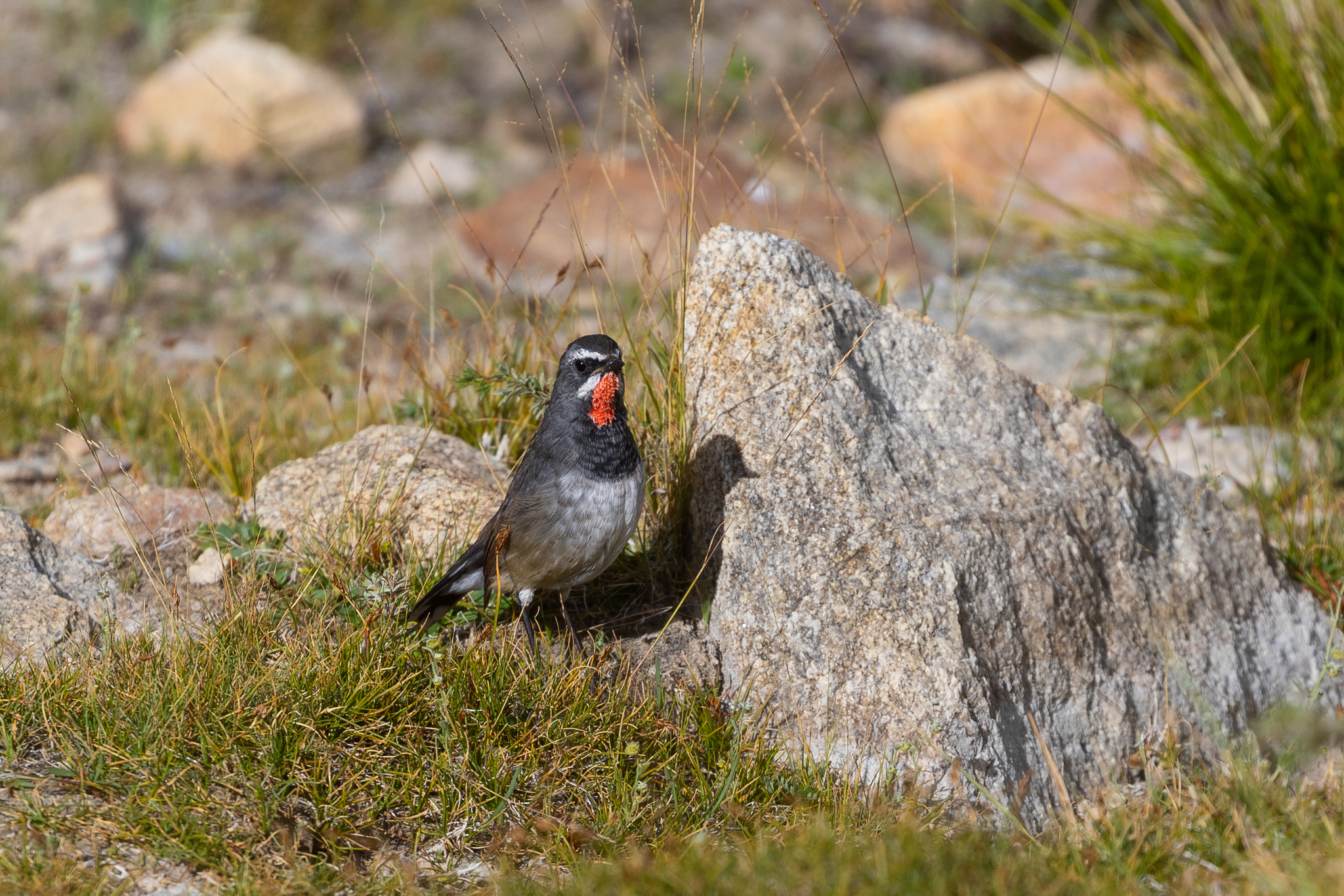 Chinese Rubythroat (Calliope tschebaiewi), photo 3