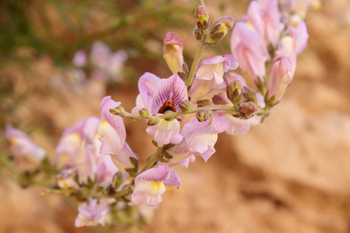 Antirrhinum