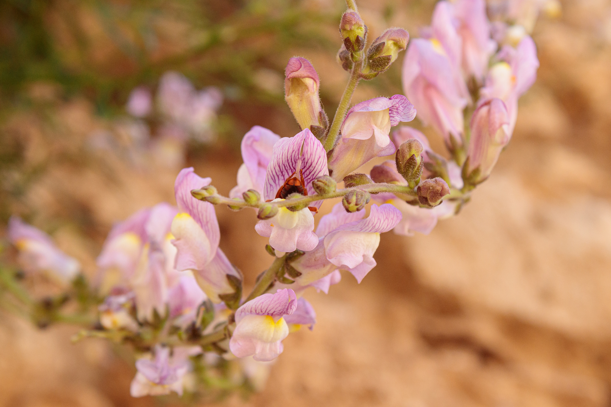 Antirrhinum