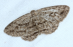 Zermizinga sinuata