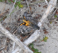Synemon parthenoides parthenoides