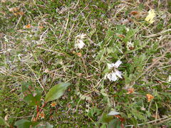 Astragalus australis
