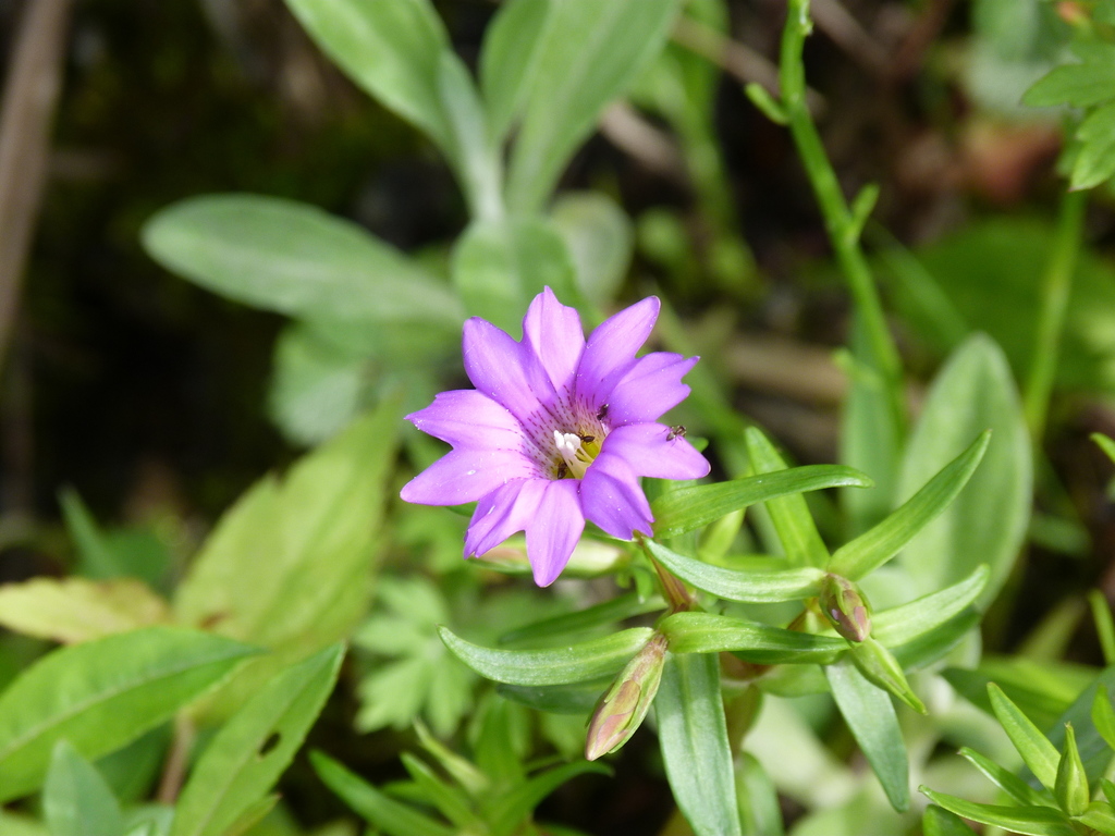 Gentiana rubicunda