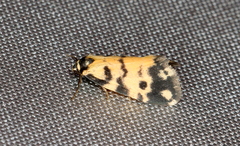 Thallarcha jocularis