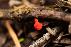 Pseudopithyella minuscula