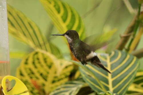 Black-bellied Thorntail (Discosura langsdorffi)