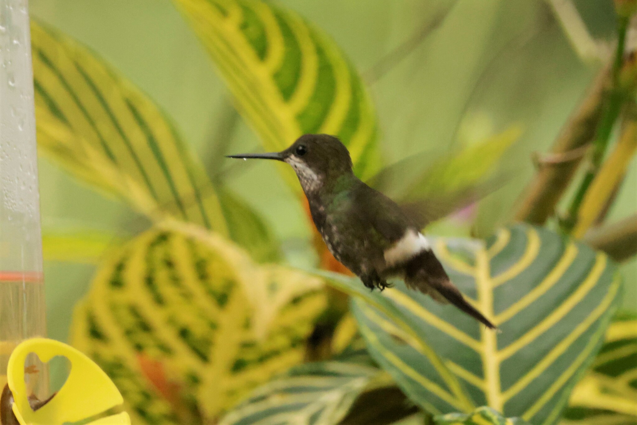 Black-bellied Thorntail (Discosura langsdorffi), photo 1