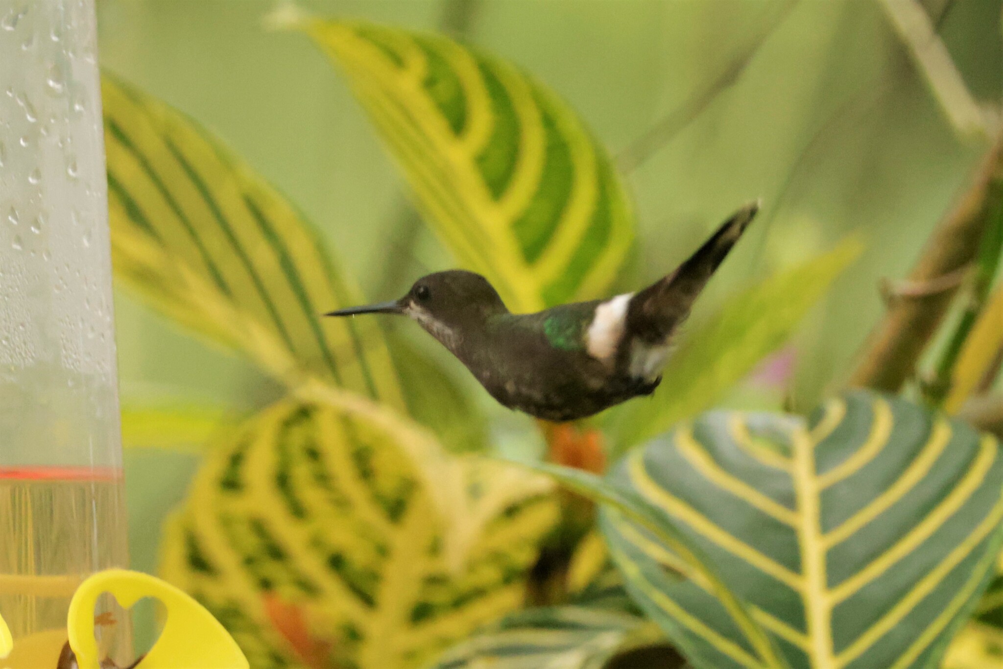 Black-bellied Thorntail (Discosura langsdorffi), photo 2