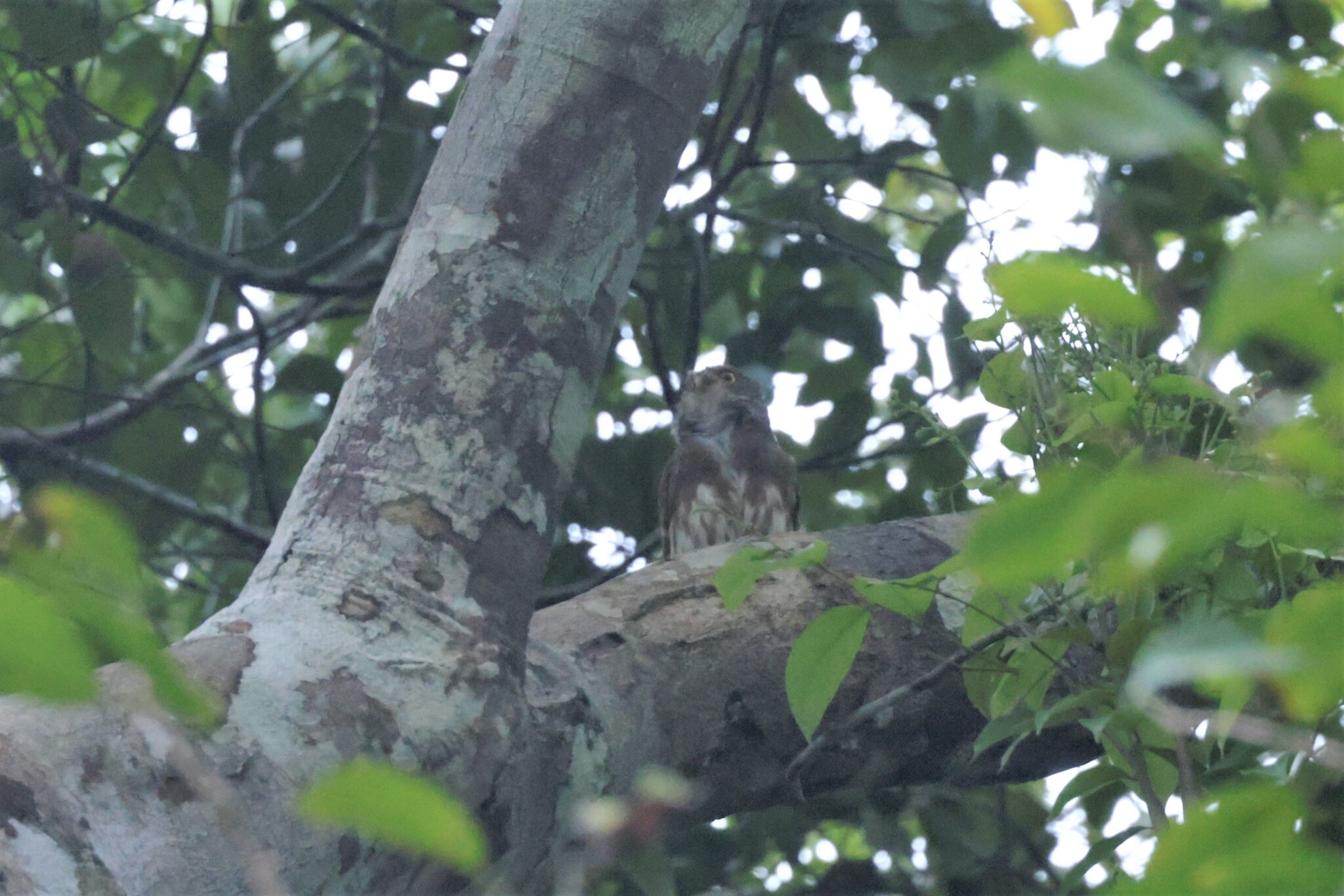 Amazonian Pygmy Owl (Glaucidium hardyi), photo 2