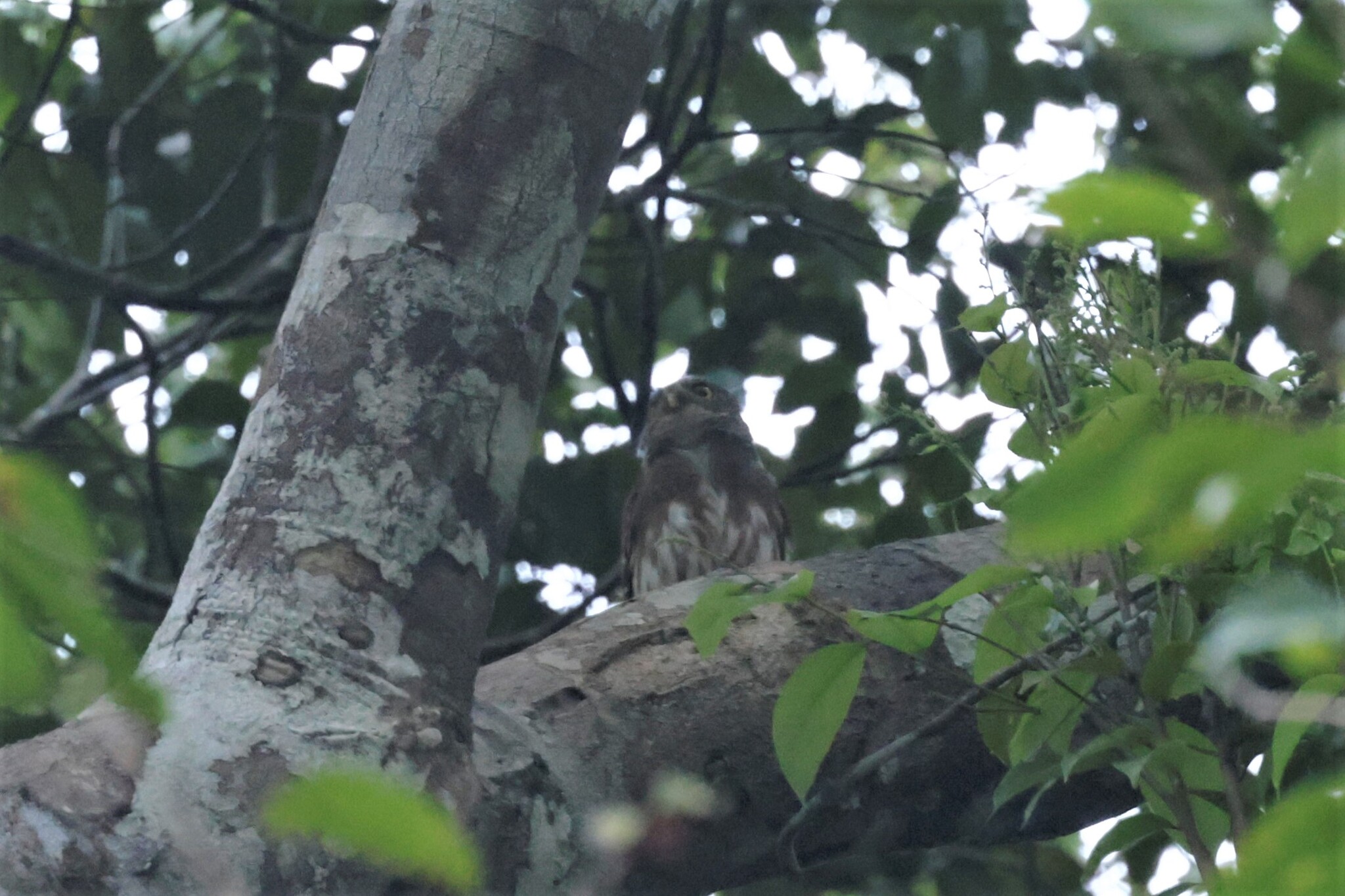 Amazonian Pygmy Owl (Glaucidium hardyi), photo 3