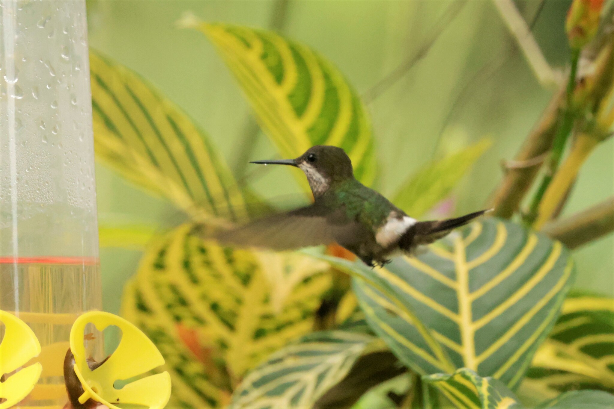 Black-bellied Thorntail (Discosura langsdorffi), photo 3