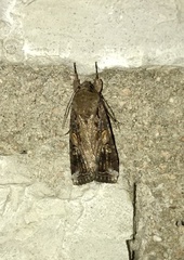 Spodoptera