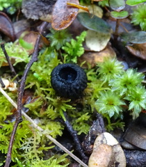 Plectania rhytidia