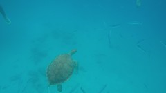 Chelonia mydas