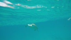 Chelonia mydas