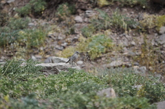 Muscisaxicola cinereus