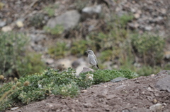 Muscisaxicola cinereus