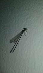 Ischnura capreolus