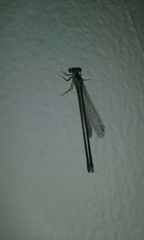 Ischnura capreolus