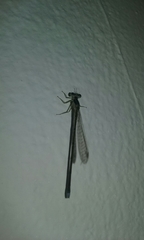 Ischnura capreolus