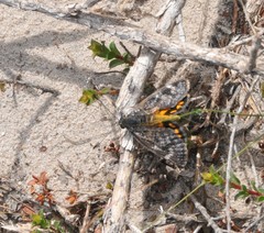 Synemon parthenoides parthenoides
