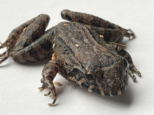 Whistling Frog, Leptodactylus wagneri